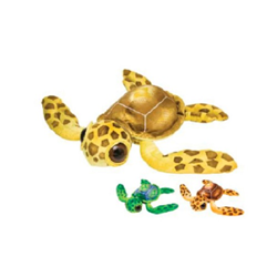Big Eye Turtle